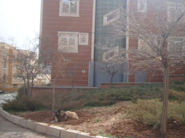 سگ ولگرد در رشدیه